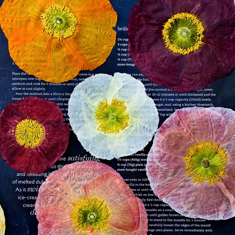 Pressed Flower Frame - قطعة واحدة، زهور الخشخاش الطبيعية المجففة
