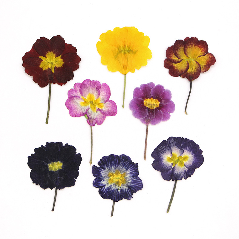 Pressed Flower Frame - 48 قطعة من زهور البريمروز الأوروبية