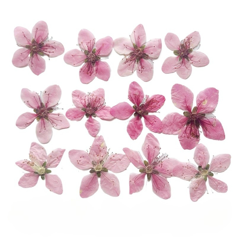 Pressed Flower Frame - 12 قطعة، زهور الخوخ الطبيعية المجففة