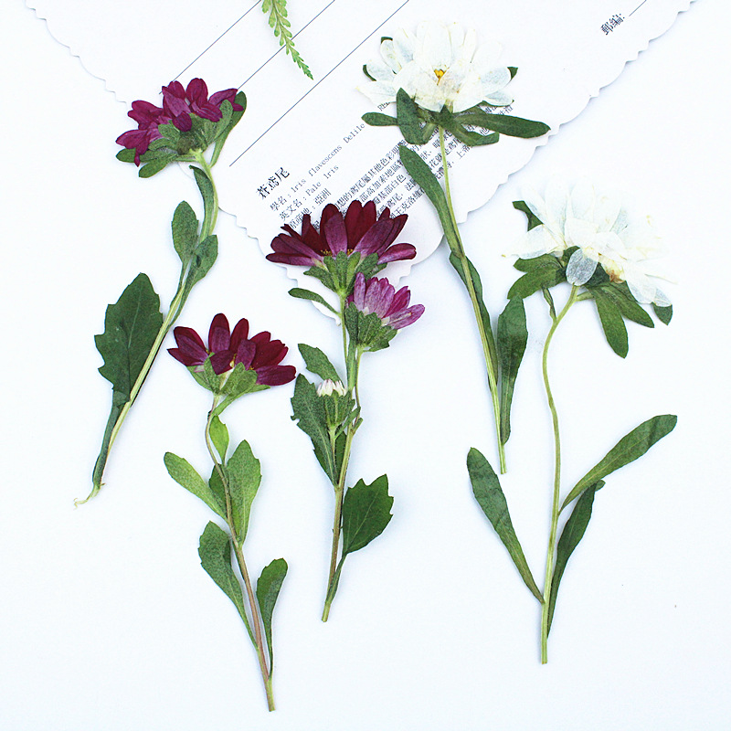 Pressed Flower Frame - 24 قطعة، زهور أقحوان صغيرة مجففة
