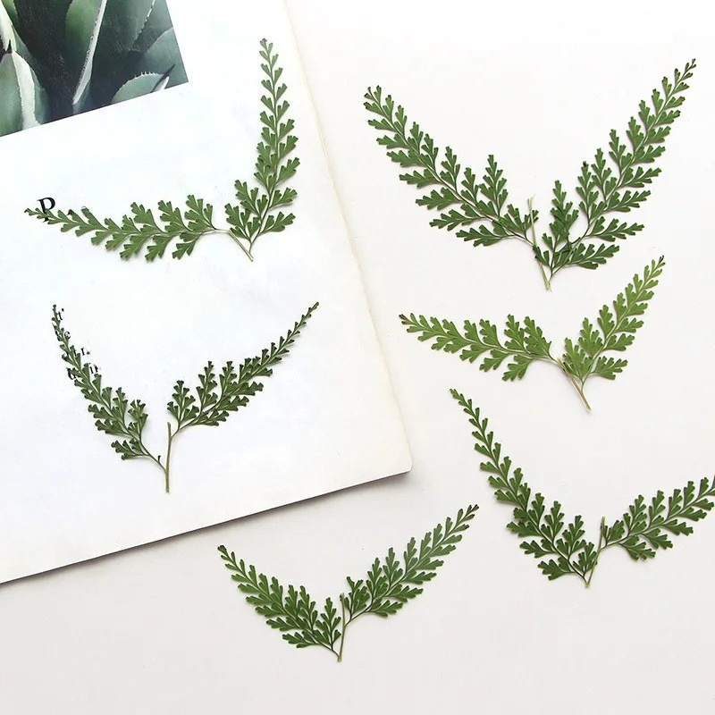 Pressed Flower Frame - فروع السرخس المضغوطة الطبيعية ، الزهرة