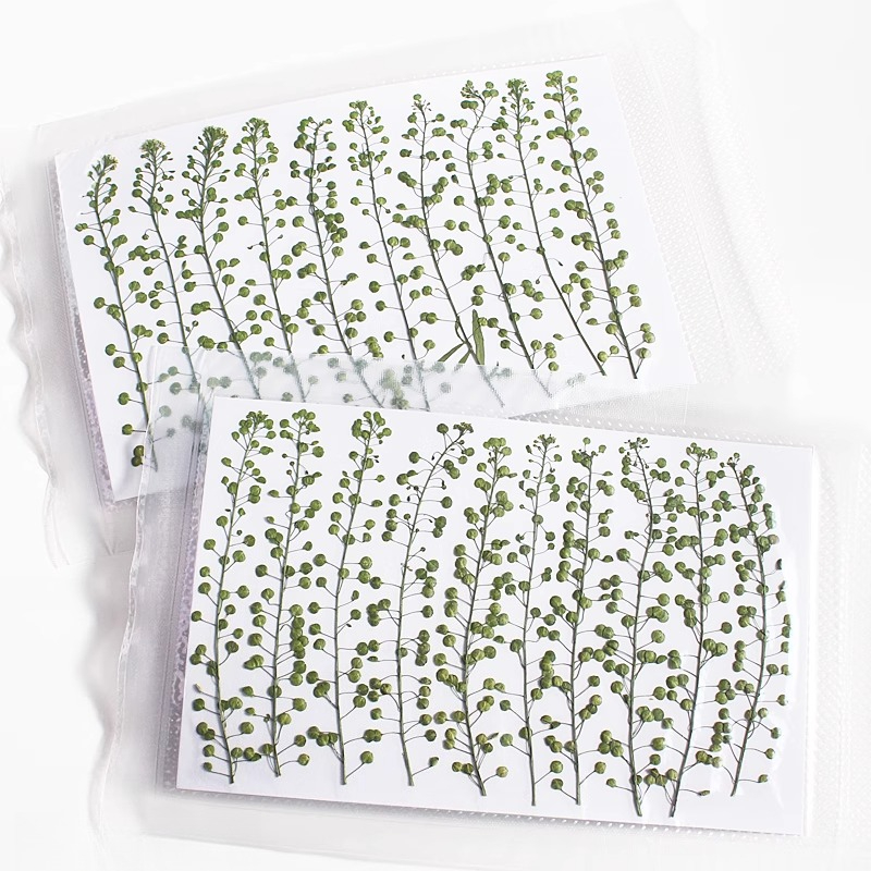 اللون الطبيعي الأخضر جرس العشب - مراجعة Pressed Flower Frame وسعره