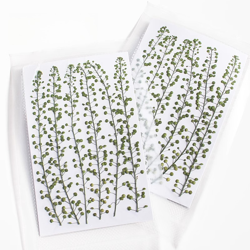 اللون الطبيعي الأخضر جرس العشب - مراجعة Pressed Flower Frame وسعره
