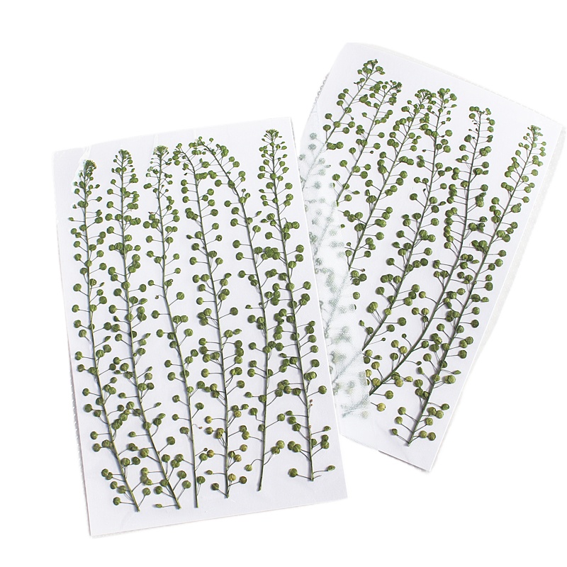 اللون الطبيعي الأخضر جرس العشب - مراجعة Pressed Flower Frame وسعره