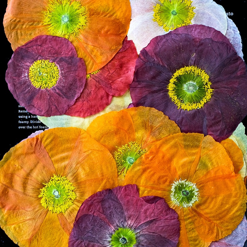 قطعة واحدة، زهور الخشخاش الطبي - مراجعة Pressed Flower Frame وسعره