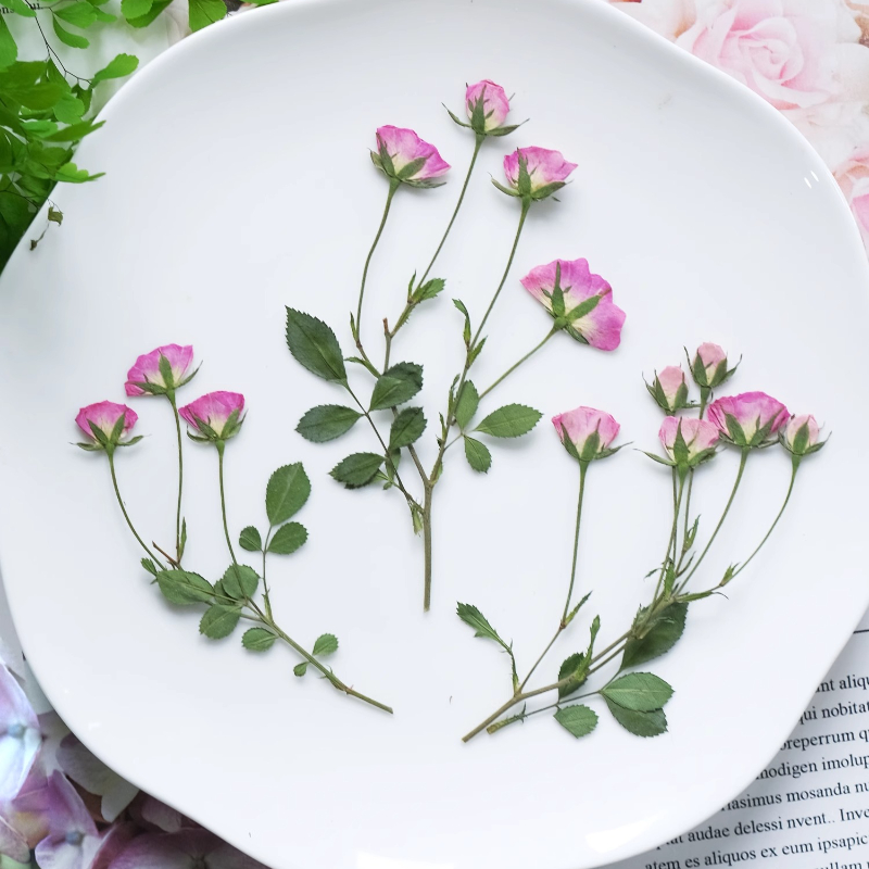 12 قطعة، زهور وردية صغيرة مضغو - مراجعة Pressed Flower Frame وسعره