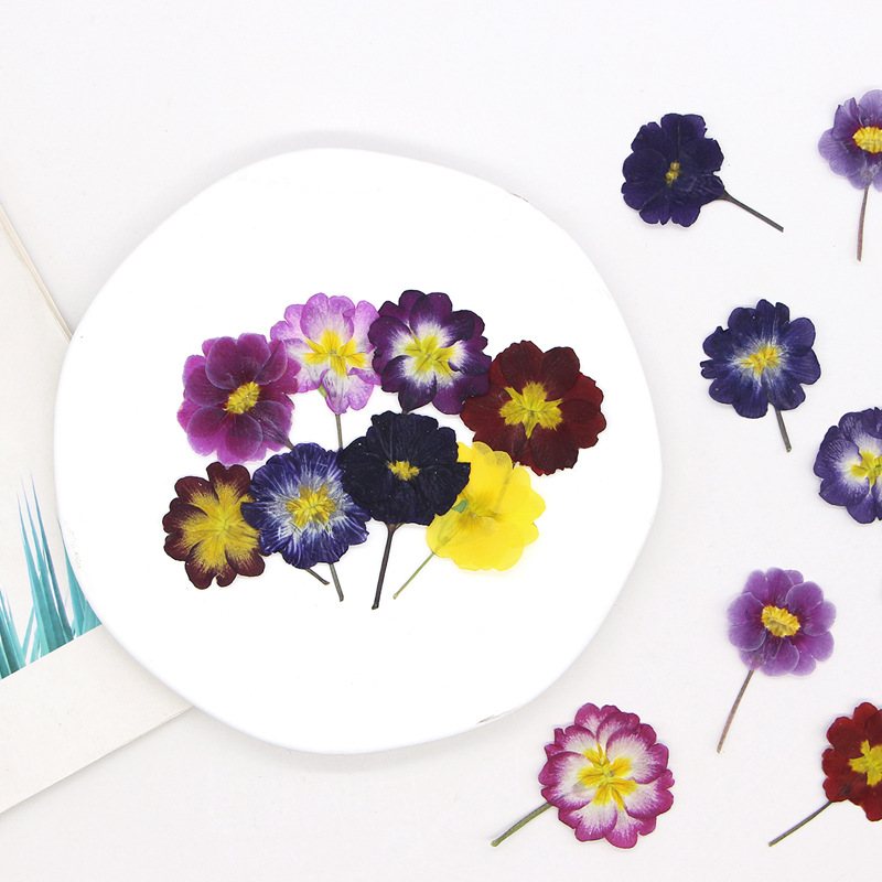 48 قطعة من زهور البريمروز الأو - مراجعة Pressed Flower Frame وسعره