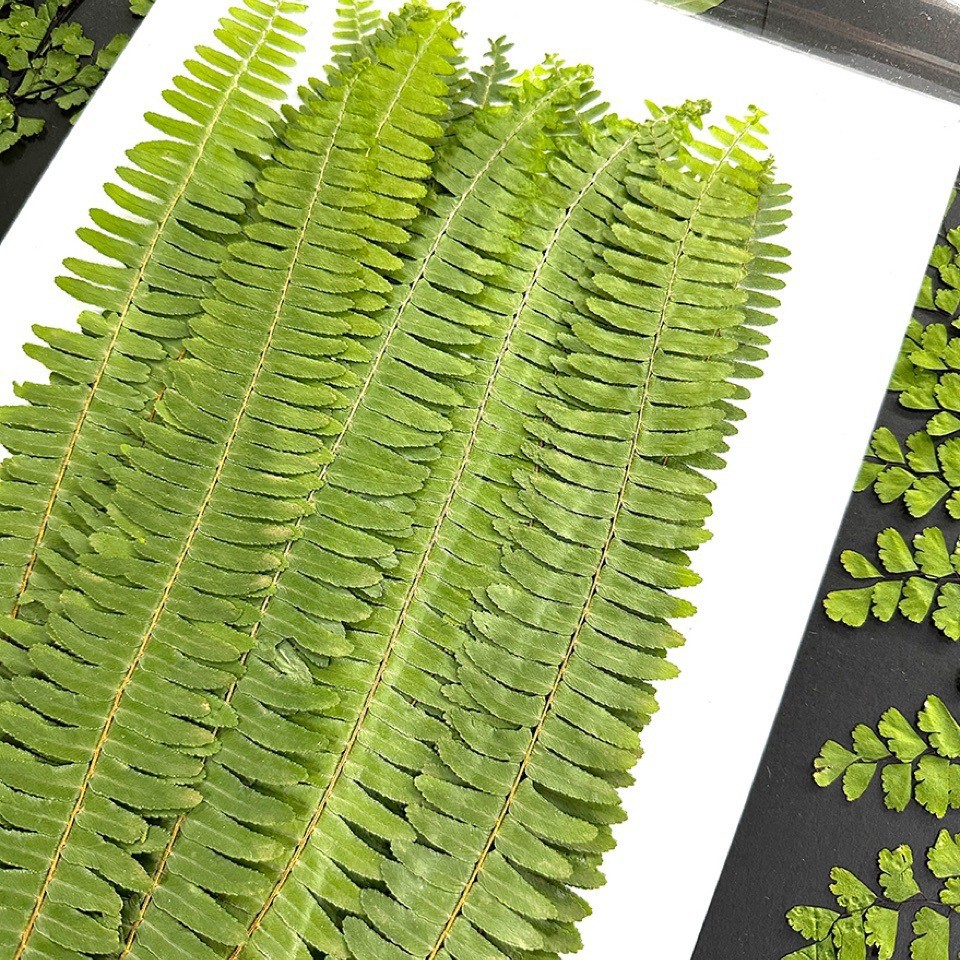 5 قطع من نباتات السرخس الخضراء - مراجعة Pressed Flower Frame وسعره