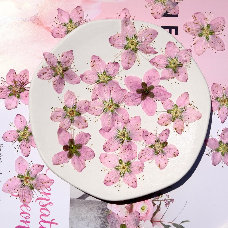 زهور الخوخ المجففة المضغوطة، 3 - مراجعة Pressed Flower Frame وسعره