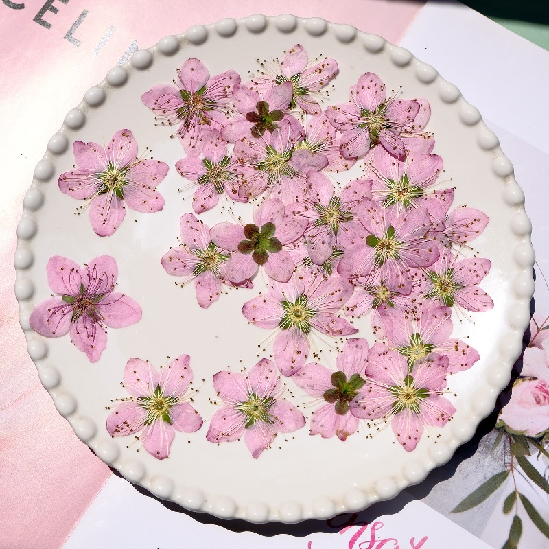 زهور الخوخ المجففة المضغوطة، 3 - مراجعة Pressed Flower Frame وسعره
