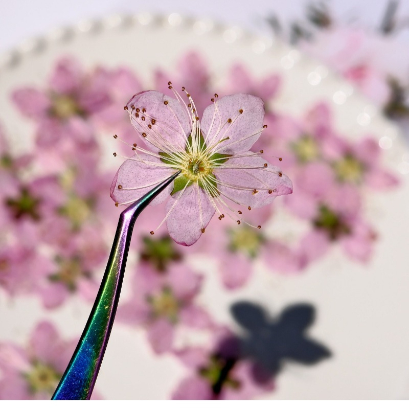 زهور الخوخ المجففة المضغوطة، 3 - مراجعة Pressed Flower Frame وسعره