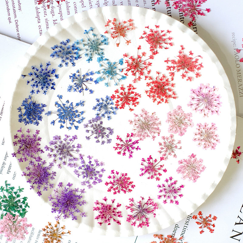 24 قطعة، 2-2.5 سم، بتلات زهور  - مراجعة Pressed Flower Frame وسعره