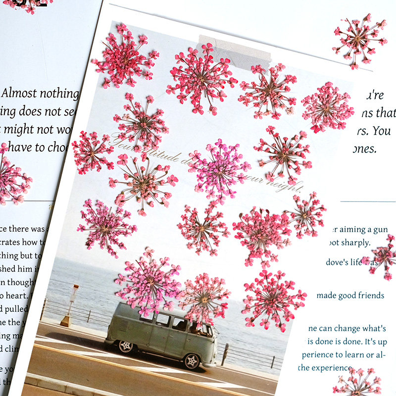24 قطعة، 2-2.5 سم، بتلات زهور  - مراجعة Pressed Flower Frame وسعره
