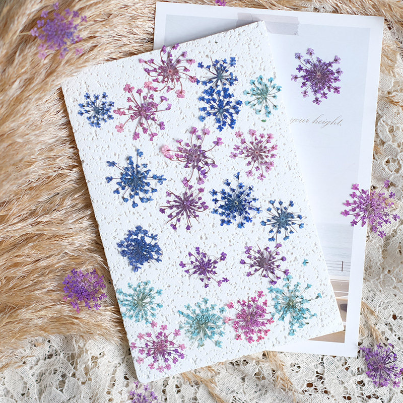 24 قطعة، 2-2.5 سم، بتلات زهور  - مراجعة Pressed Flower Frame وسعره