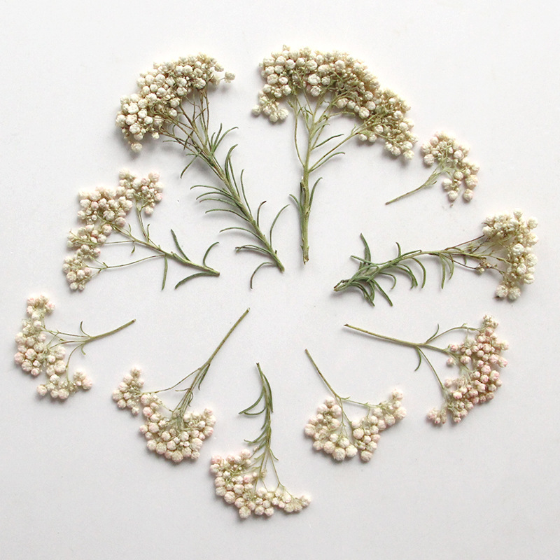 12 قطعة، أغصان زهور الدخن الطب - مراجعة Pressed Flower Frame وسعره