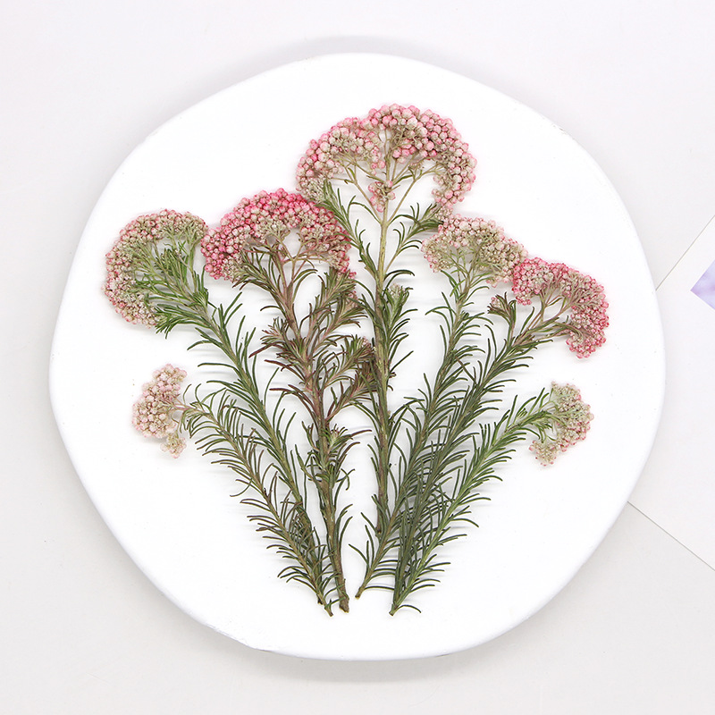 12 قطعة، أغصان زهور الدخن الطب - مراجعة Pressed Flower Frame وسعره