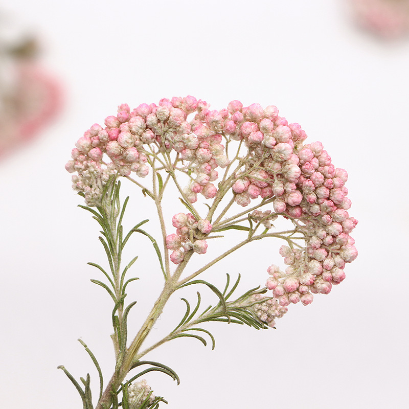12 قطعة، أغصان زهور الدخن الطب - مراجعة Pressed Flower Frame وسعره