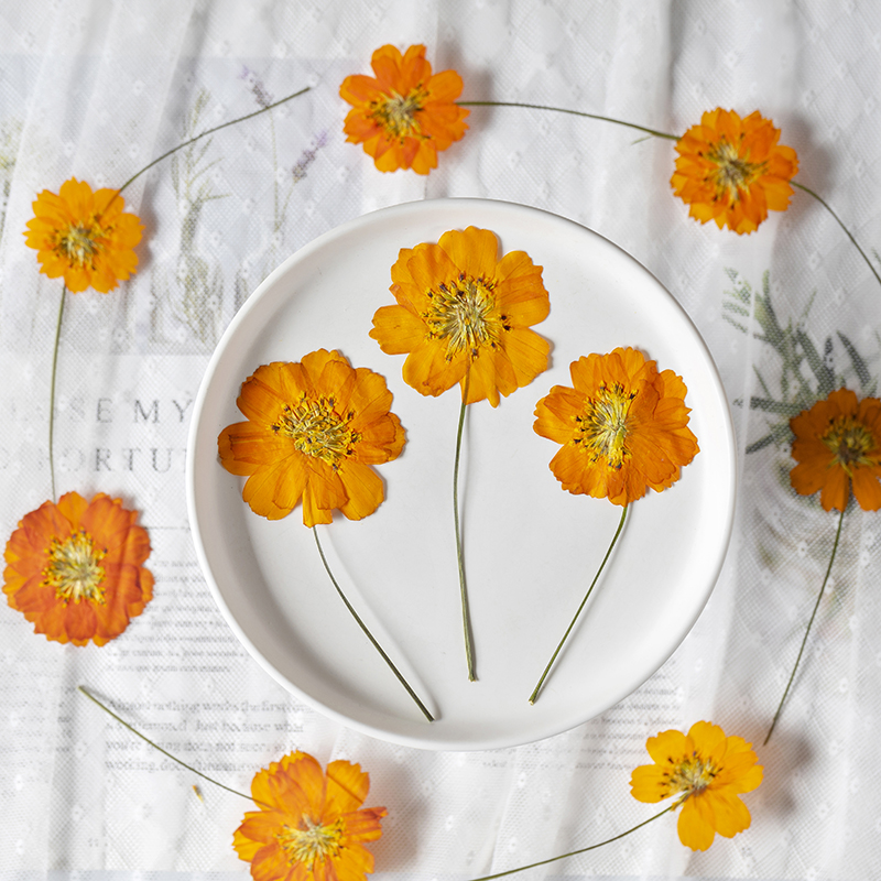 8-10 سم/24 قطعة، زهور كوزموس س - مراجعة Pressed Flower Frame وسعره