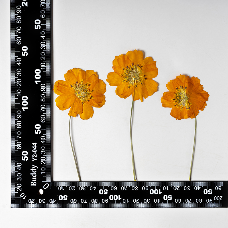 8-10 سم/24 قطعة، زهور كوزموس س - مراجعة Pressed Flower Frame وسعره