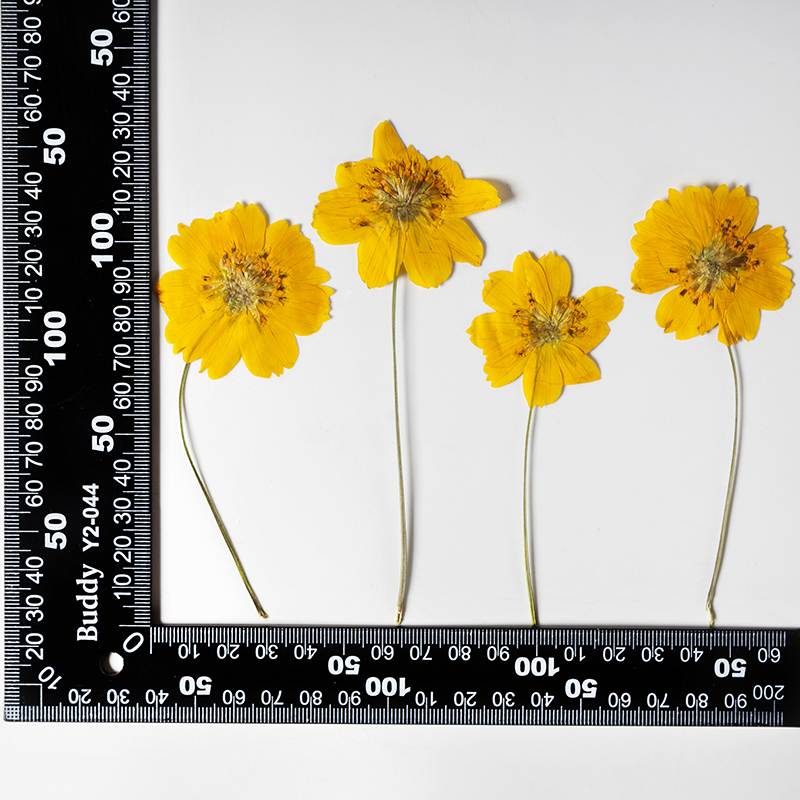 8-10 سم/24 قطعة، زهور كوزموس س - مراجعة Pressed Flower Frame وسعره