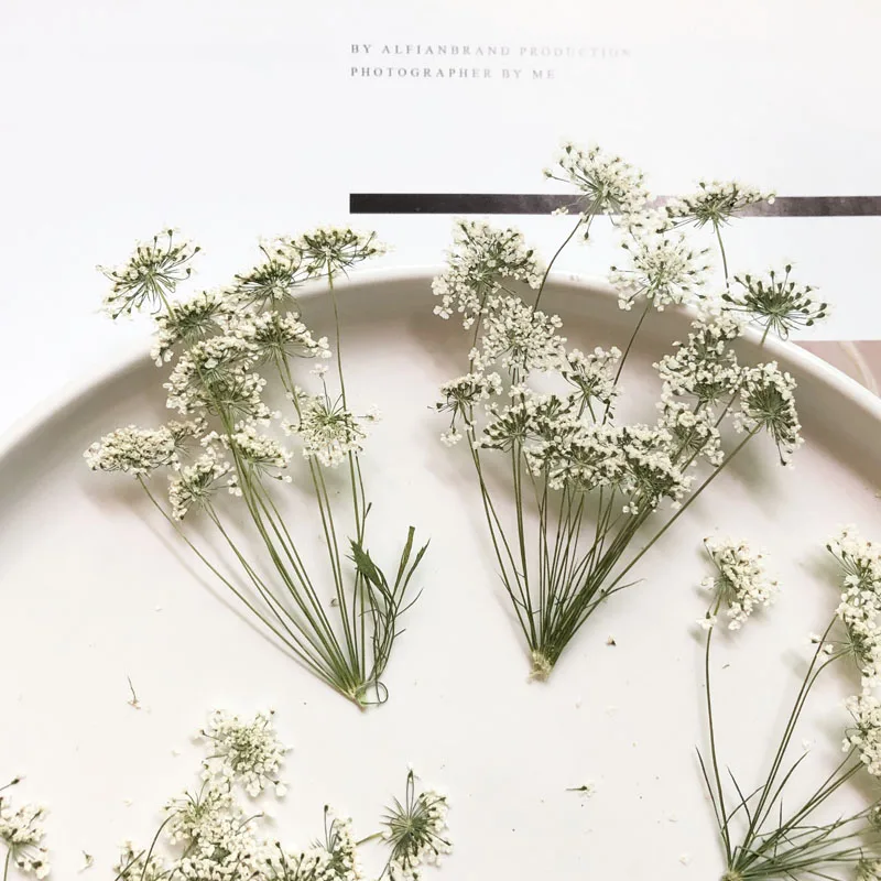 5-7 سنتيمتر/12 قطعة ، زهور الث - مراجعة Pressed Flower Frame وسعره