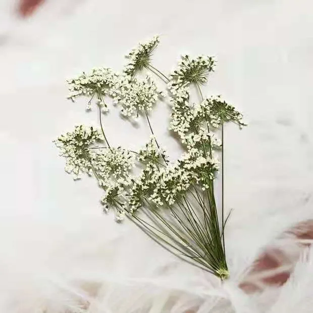 5-7 سنتيمتر/12 قطعة ، زهور الث - مراجعة Pressed Flower Frame وسعره