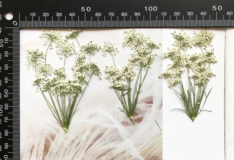 5-7 سنتيمتر/12 قطعة ، زهور الث - مراجعة Pressed Flower Frame وسعره