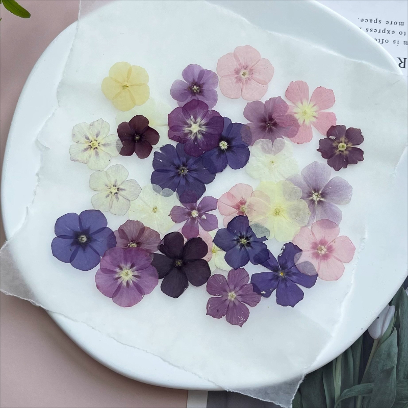 12 قطعة، زهور مجففة مضغوطة شبه - مراجعة Pressed Flower Frame وسعره