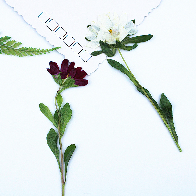 24 قطعة، زهور أقحوان صغيرة مجف - مراجعة Pressed Flower Frame وسعره