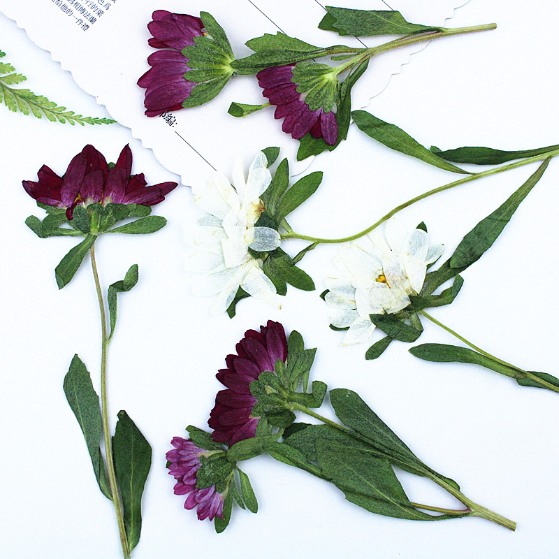 24 قطعة، زهور أقحوان صغيرة مجف - مراجعة Pressed Flower Frame وسعره