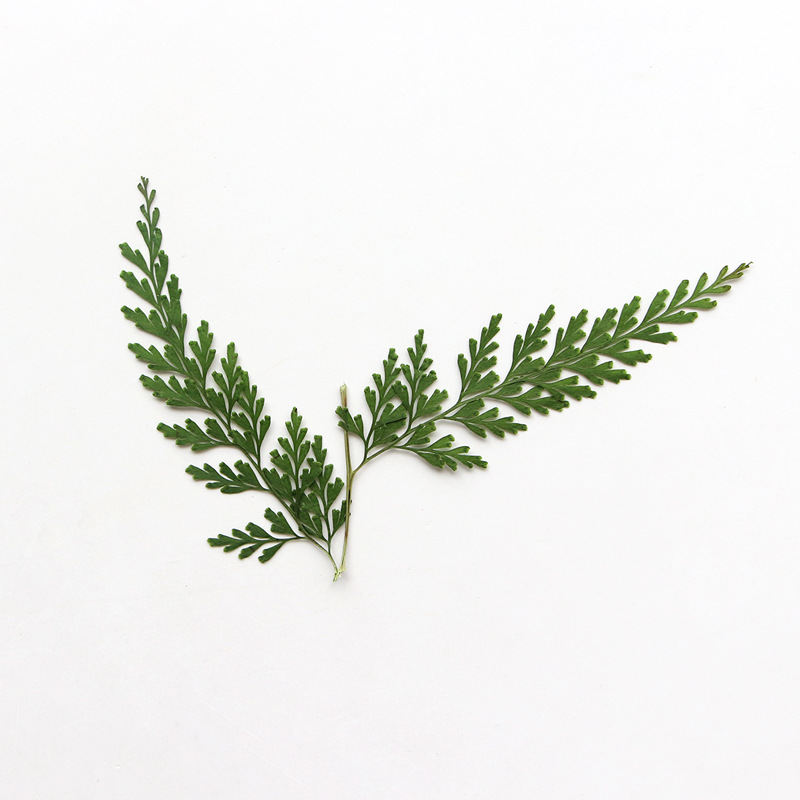 فروع السرخس المضغوطة الطبيعية  - مراجعة Pressed Flower Frame وسعره
