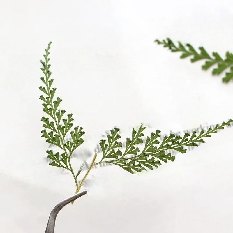فروع السرخس المضغوطة الطبيعية  - مراجعة Pressed Flower Frame وسعره